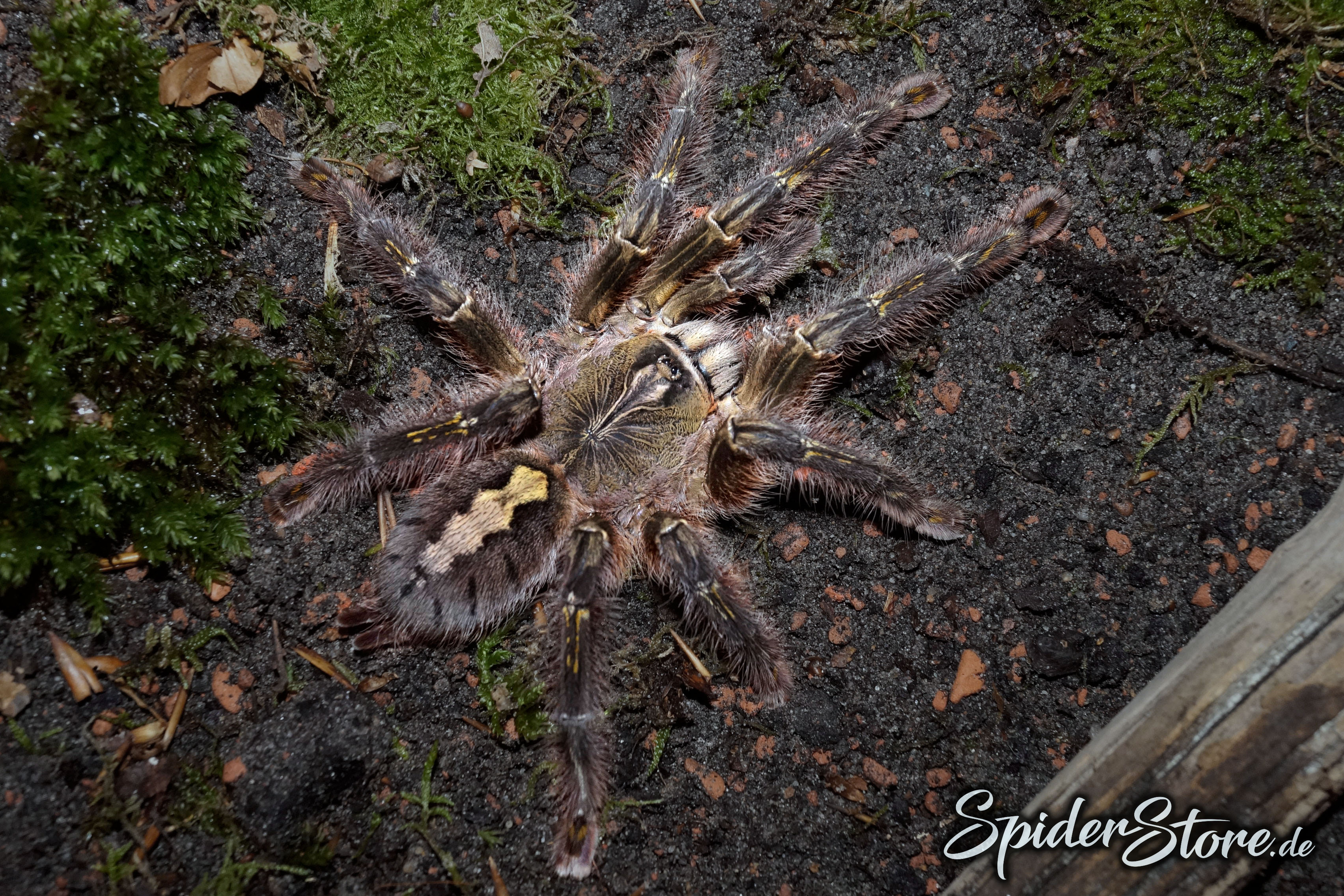 Poecilotheria rufilata